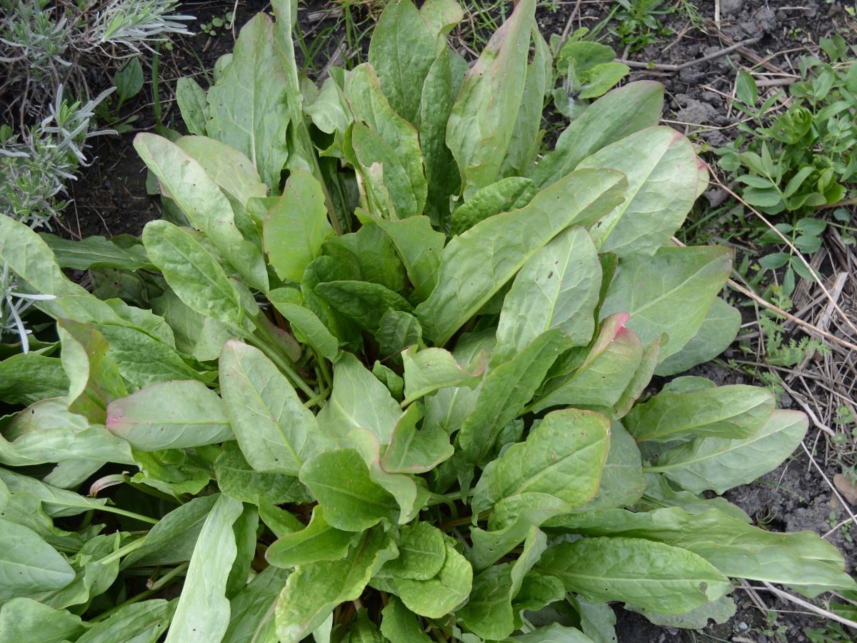 Plant profile: sorrel