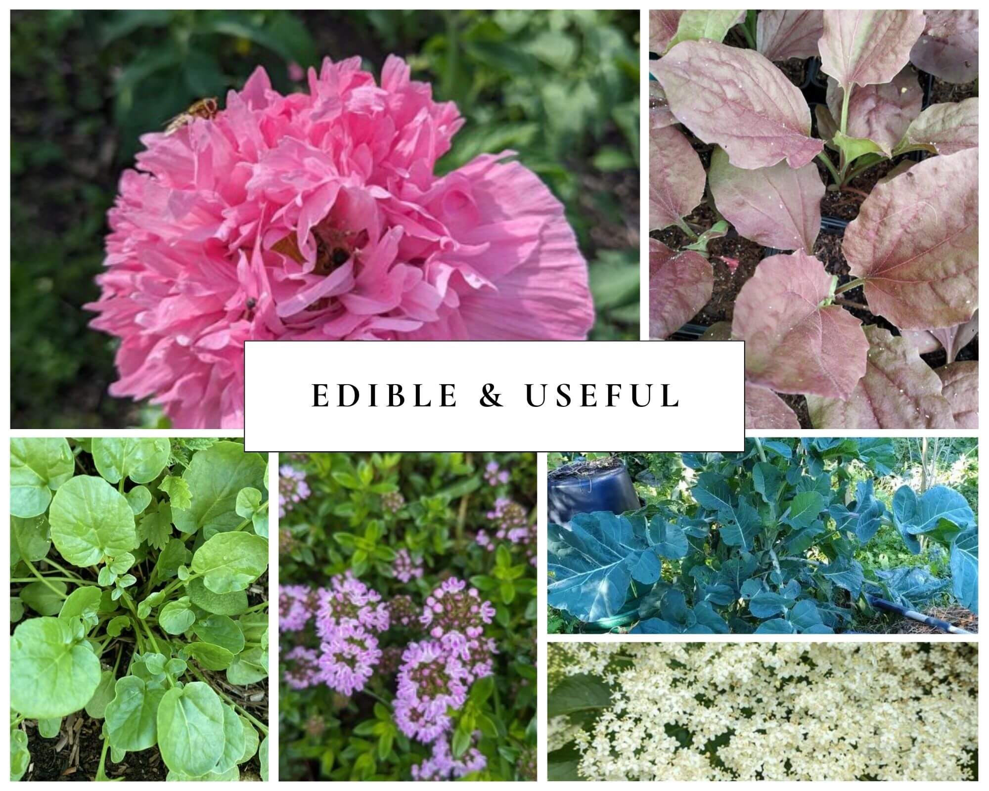 edible and useful plants earthed up